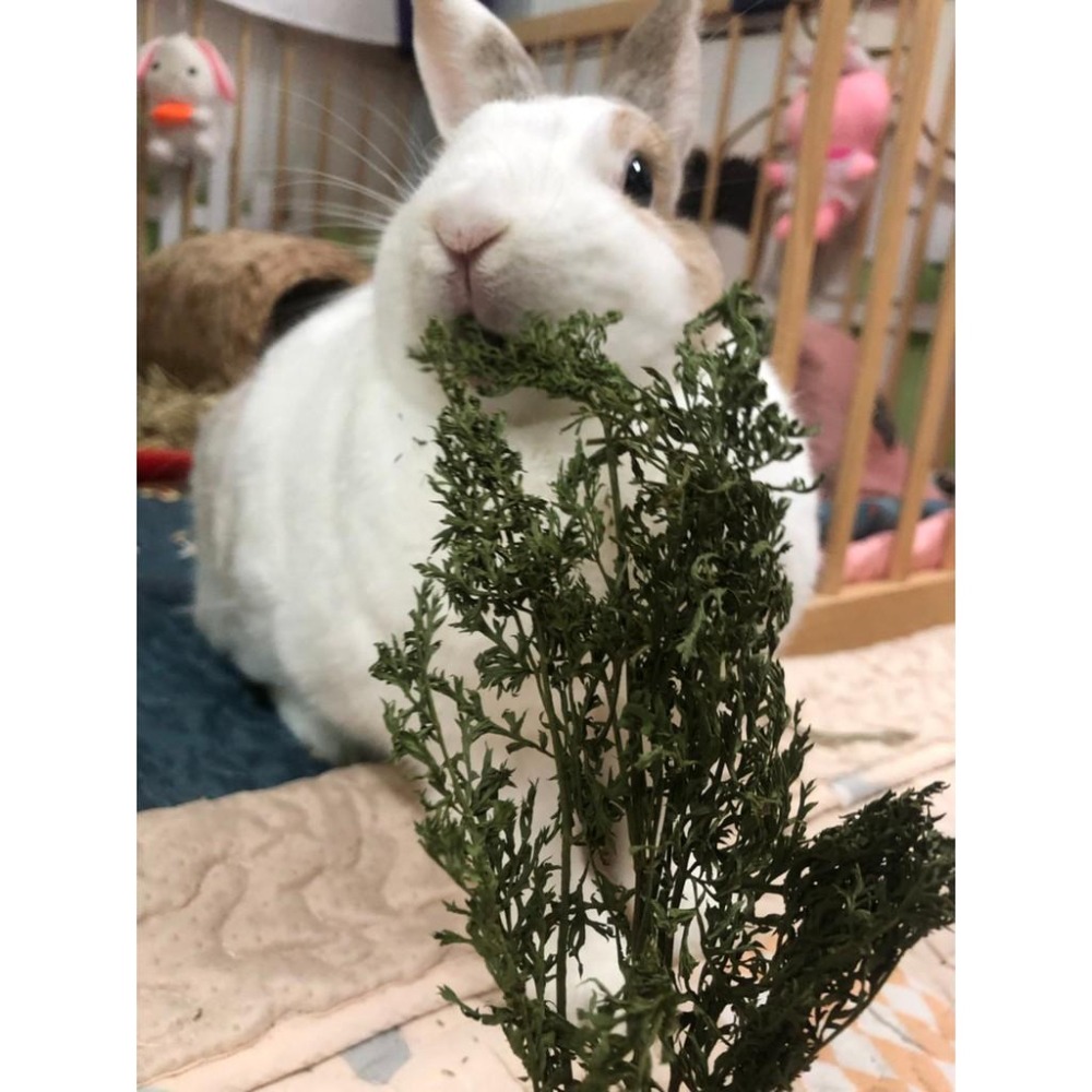 魏啥麻-乾燥胡蘿蔔葉(紅蘿蔔葉) (防撞碎僅兔兔袋)(純天然無添加 請少量給予)寵物手工零食-細節圖6