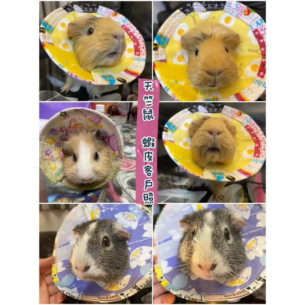 魏啥麻手作-寵物頭套 / 伊麗莎白頸圈 / 雷達 - 貓兔天竺鼠寵物用品-細節圖8