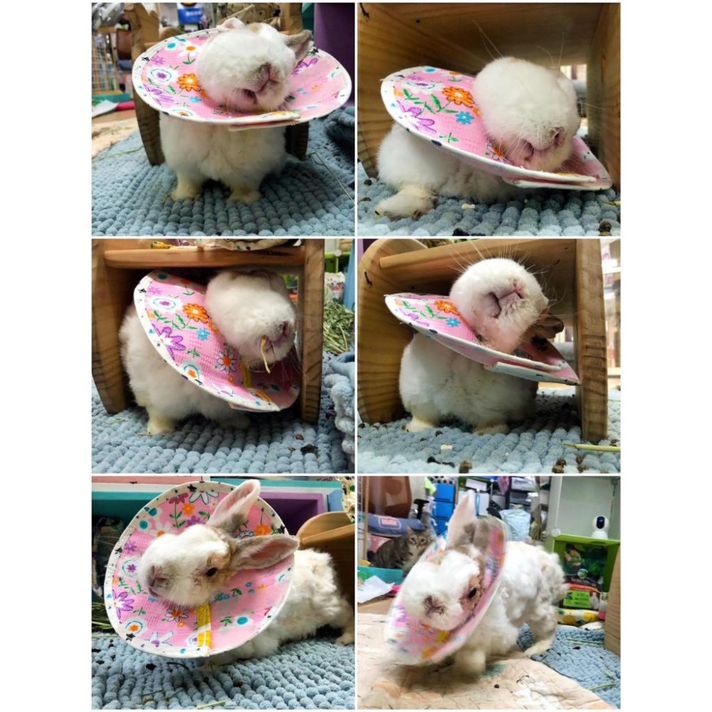 魏啥麻手作-寵物頭套 / 伊麗莎白頸圈 / 雷達 - 貓兔天竺鼠寵物用品-細節圖9