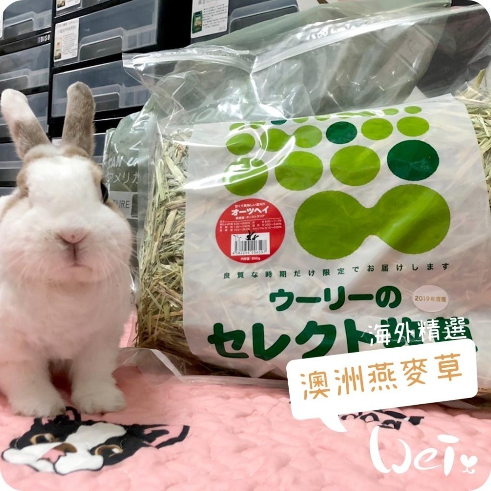 魏啥麻-日本WOOLY海外精選 澳洲燕麥草 850g(甜燕麥) 2025年度草(兔 天竺鼠 龍貓牧草)-細節圖2