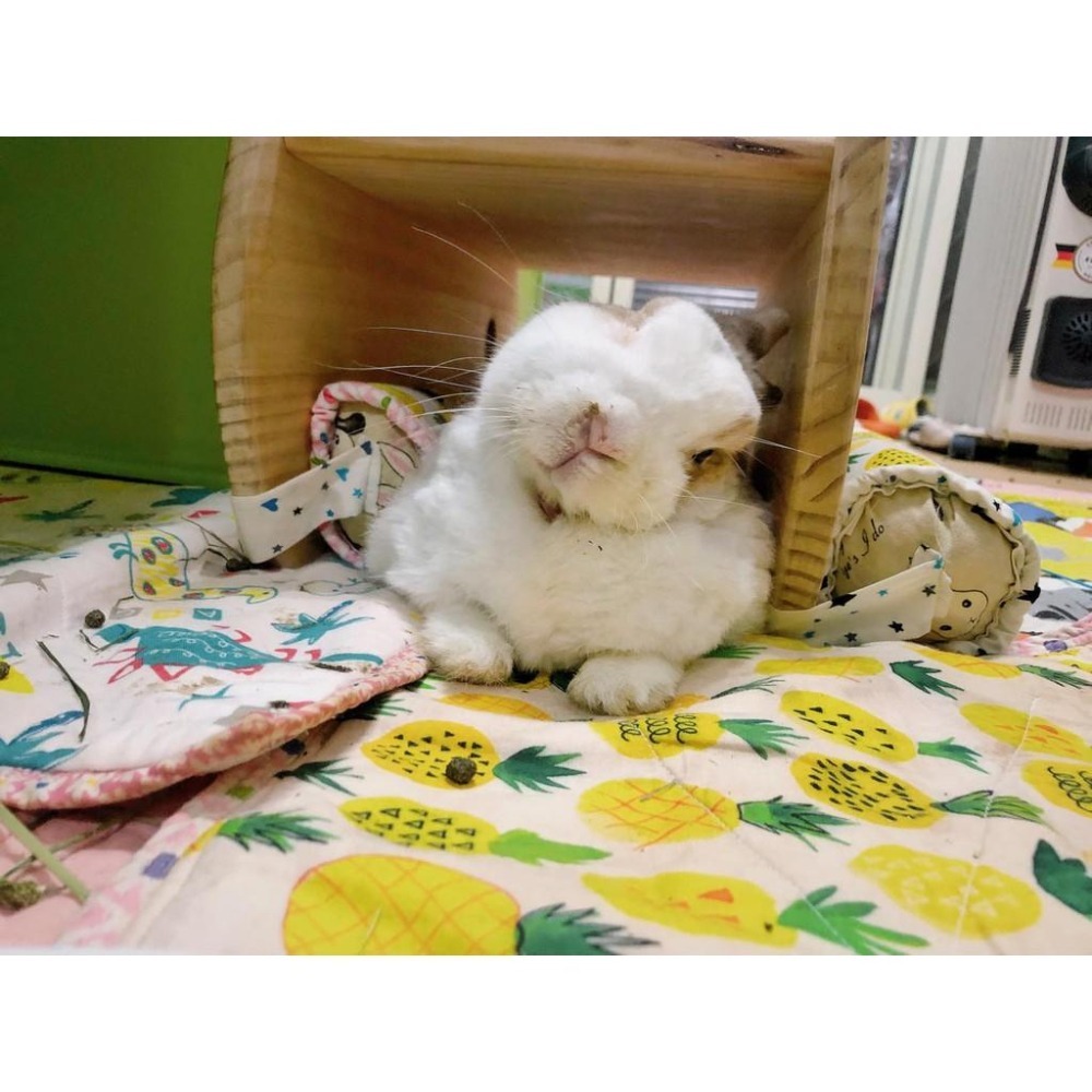 魏啥麻手作-多功能寵物吸尿床墊/尿布墊/隔尿墊 -  【台灣製造】貓狗兔天竺鼠寵物用-細節圖3