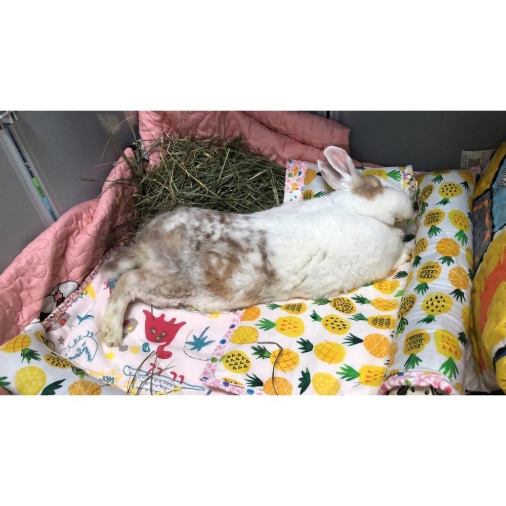 魏啥麻手作-多功能寵物吸尿床墊/尿布墊/隔尿墊 -  【台灣製造】貓狗兔天竺鼠寵物用-細節圖8