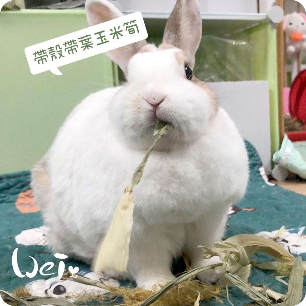 魏啥麻-乾燥帶葉帶殼玉米筍 (真空包裝)(純天然無添加 請少量給予)寵物手工零食-細節圖8