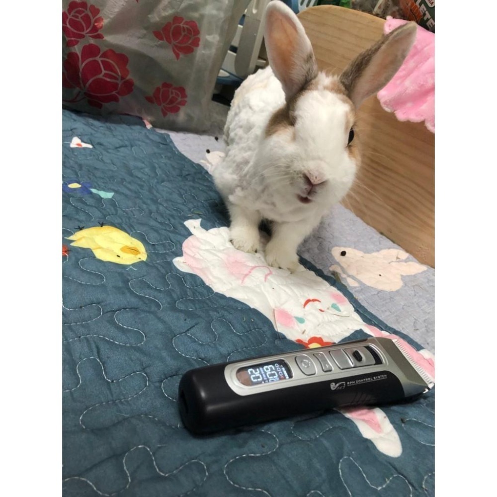 魏啥麻-(螢幕顯示)PiPe煙斗牌SJ-368寵物專業電剪 /單賣刀頭 剃毛(兔 天竺鼠)-細節圖5