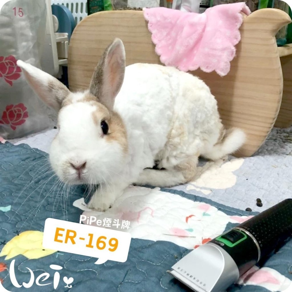 魏啥麻-(機身較止滑)PiPe煙斗牌寵物專業電剪ER-169/單賣刀頭 剃毛/剪毛(兔 天竺鼠)-細節圖6