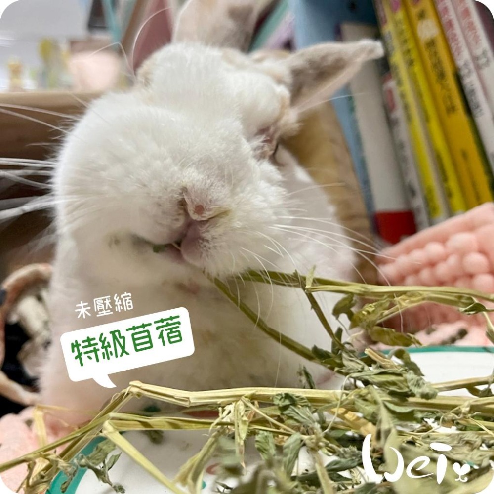 魏啥麻-摩米MOMI 農夫皇牌特選苜蓿草 1kg (兔 天竺鼠 龍貓牧草)-細節圖9