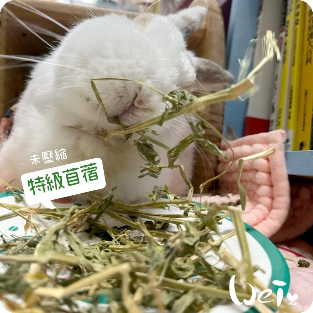 魏啥麻-摩米MOMI 農夫皇牌特選苜蓿草 1kg (兔 天竺鼠 龍貓牧草)-細節圖8