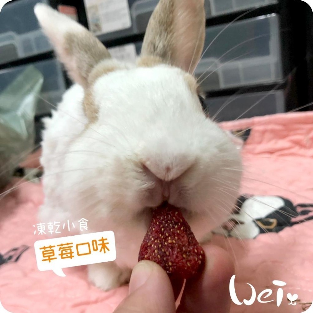 魏啥麻-摩米MOMI 水果凍乾 15g (蘋果 鳳梨 草莓 香蕉 藍莓 雪梨 水蜜桃)(兔 天竺鼠零食)-細節圖5