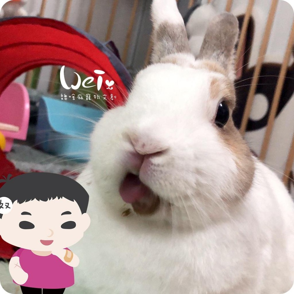 魏啥麻-寵物用灌食器/餵食器-小支1cc(兔 天竺鼠 龍貓灌食草粉)-細節圖5