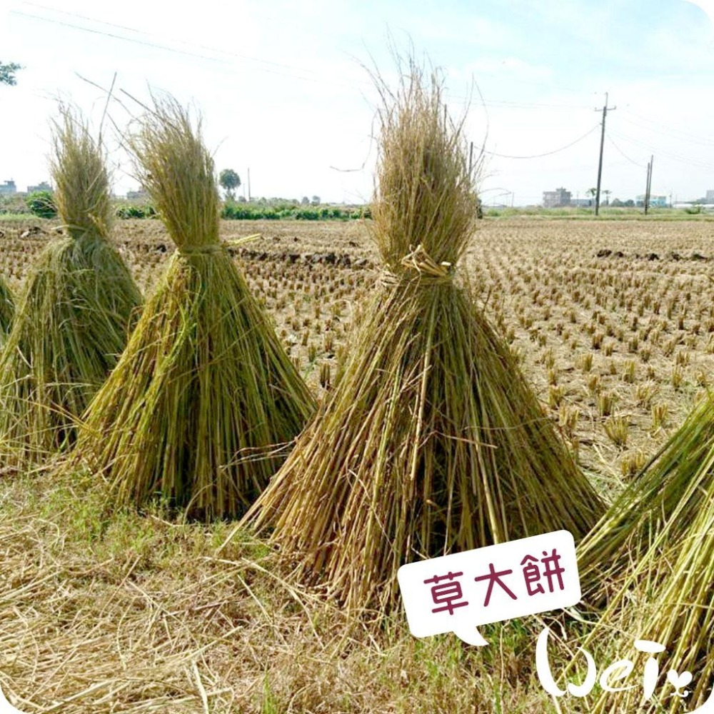 魏啥麻-台灣手編 天然 草大餅 / 草小餅 磨牙玩具 (兔 天竺鼠 龍貓)-細節圖5