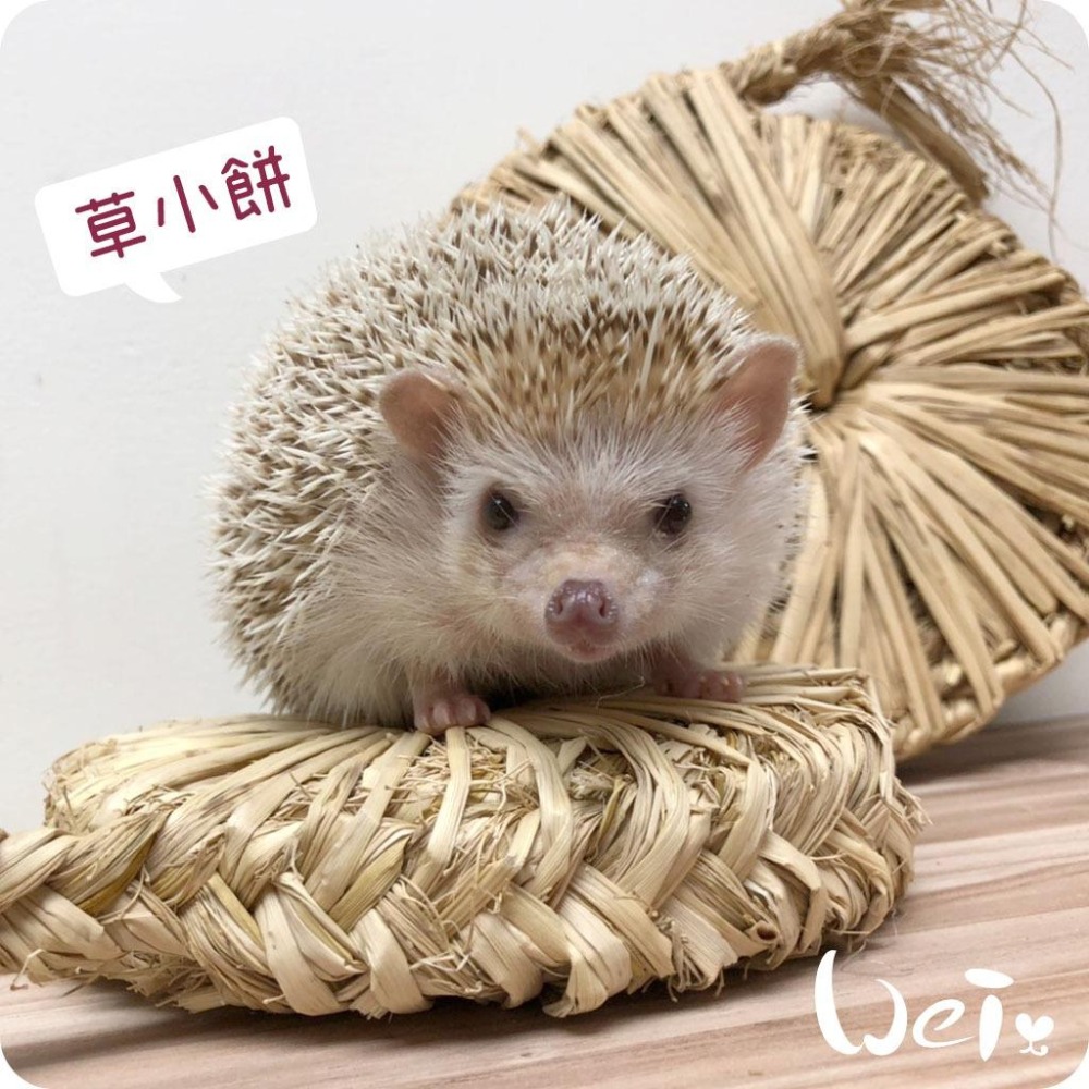 魏啥麻-台灣手編 天然 草大餅 / 草小餅 磨牙玩具 (兔 天竺鼠 龍貓)-細節圖9