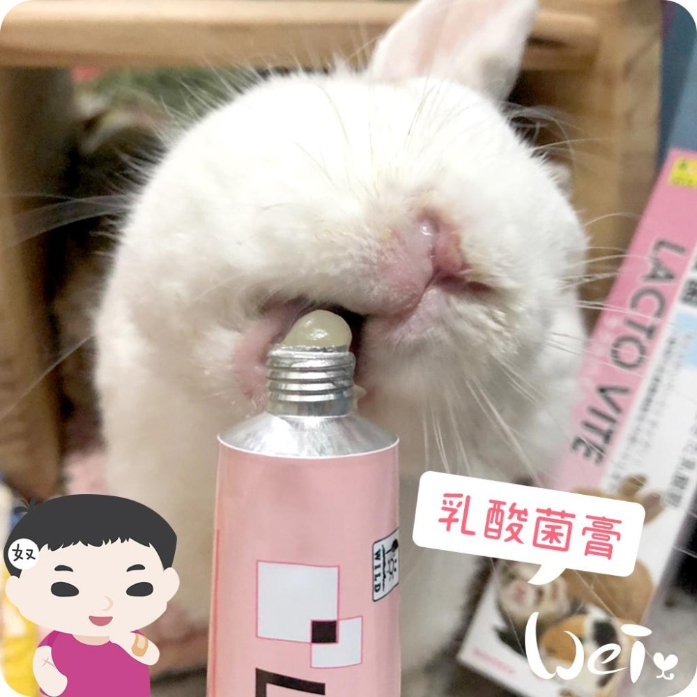 魏啥麻-日本Sanko 小動物乳酸菌膏 50g (含維生素 A E D3) 兔 天竺鼠保健品-細節圖4