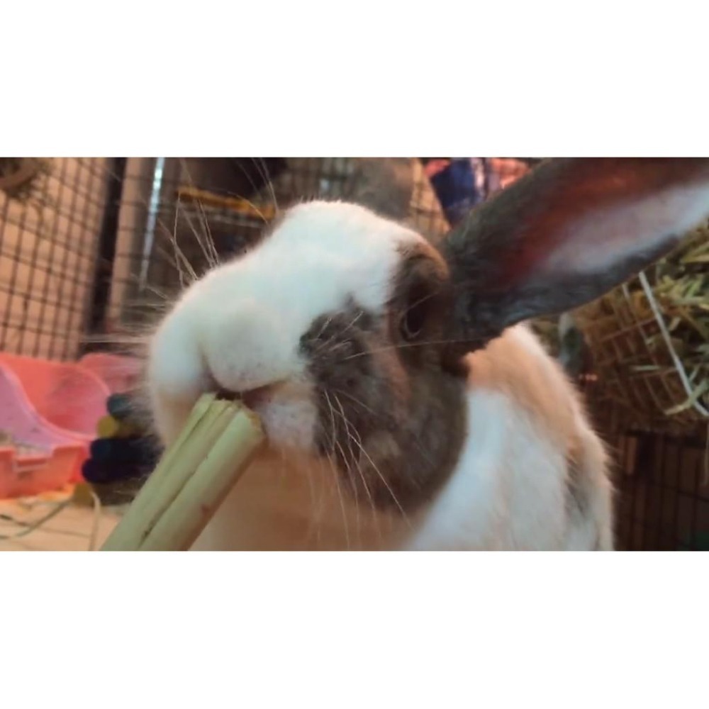 魏啥麻-天然甜竹啃木 35g (長短粗度隨機)(純天然無添加 請少量給予)寵物手工零食-細節圖4