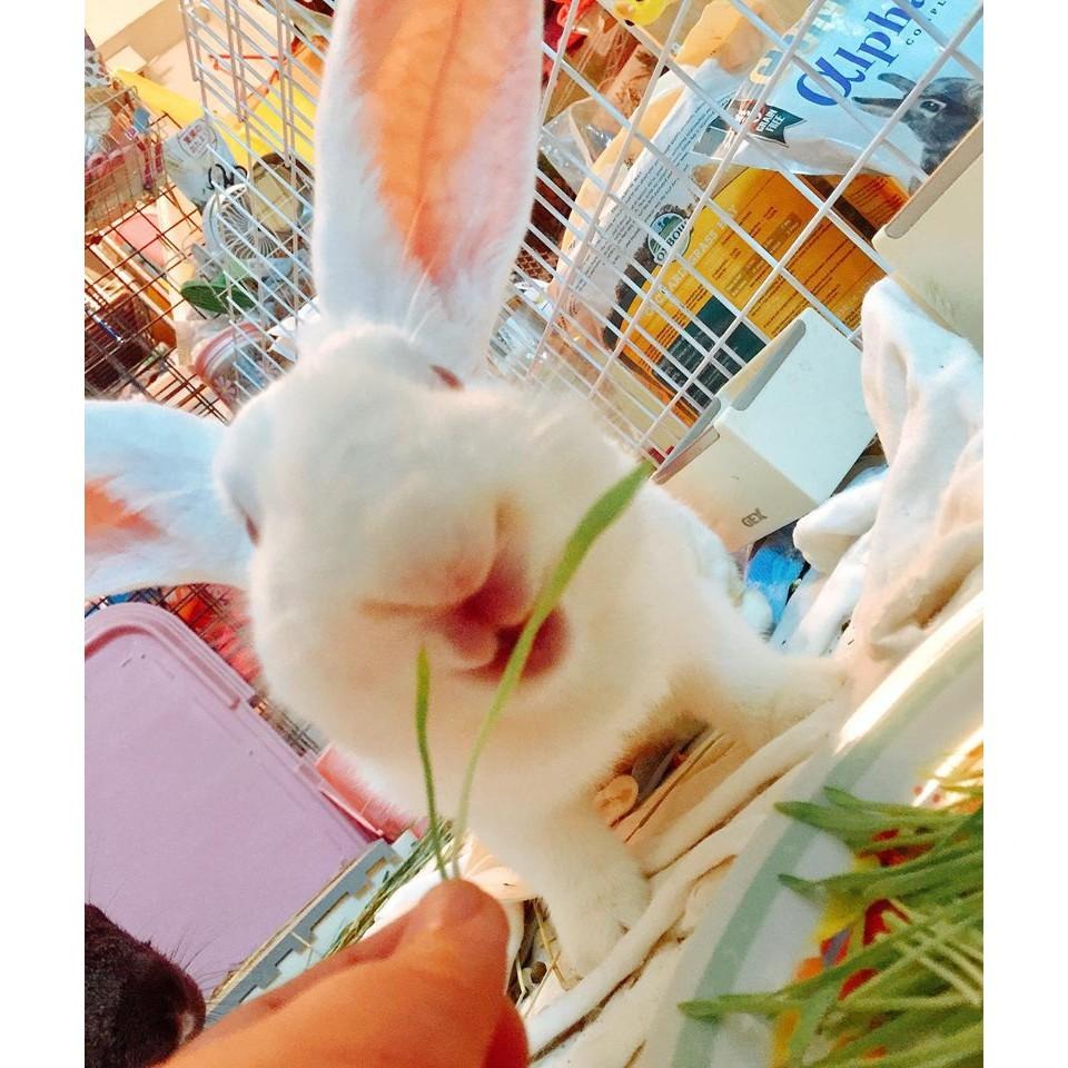 魏啥麻-保健草組合包(純天然無添加 請少量給予)寵物手工零食-細節圖3