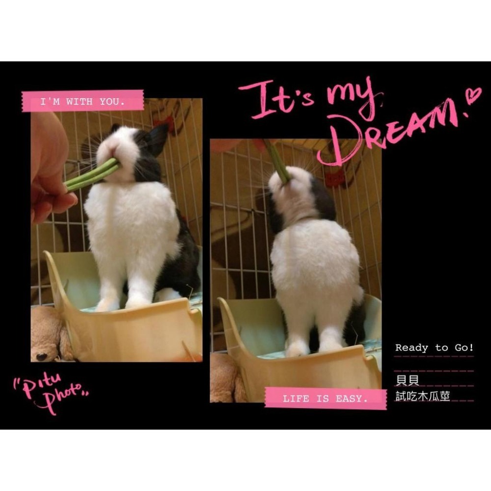 魏啥麻-NG紅骨木瓜莖 (純天然無添加 請少量給予)寵物手工零食-細節圖2