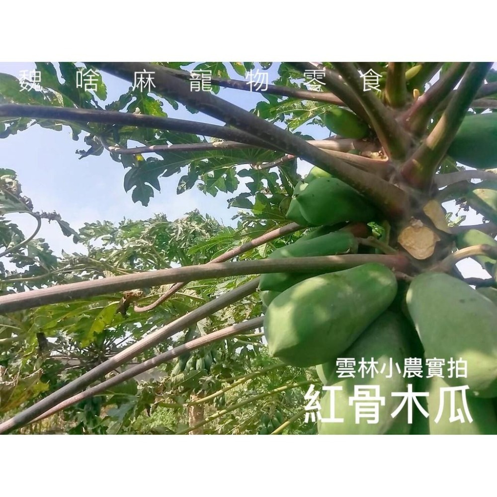 魏啥麻-NG紅骨木瓜莖 (純天然無添加 請少量給予)寵物手工零食-細節圖3