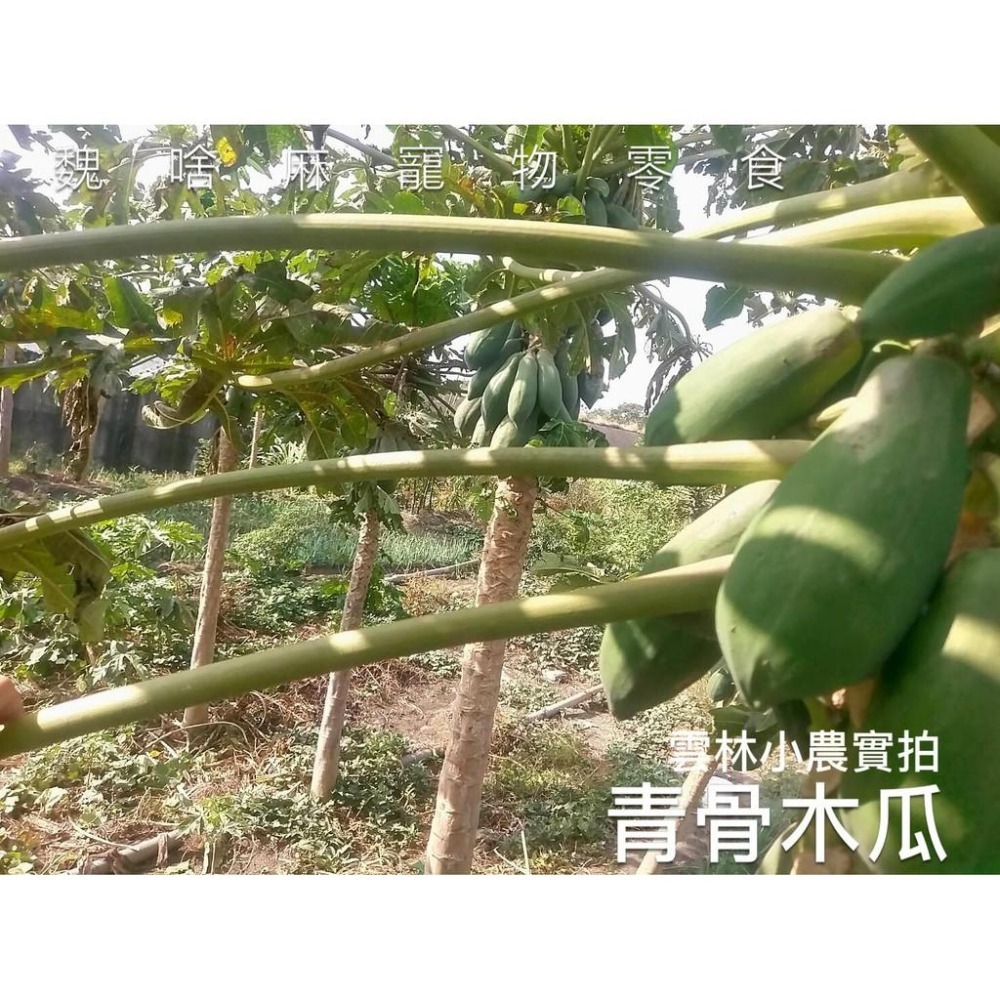 魏啥麻-NG紅骨木瓜莖 (純天然無添加 請少量給予)寵物手工零食-細節圖5