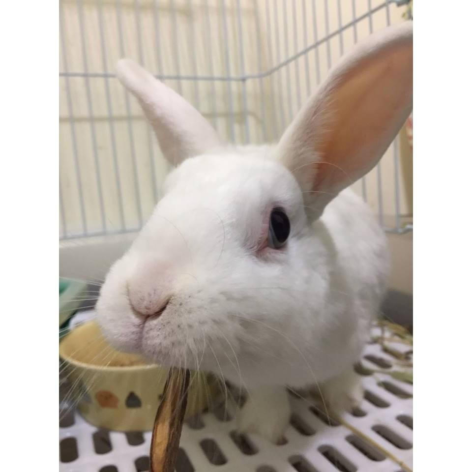 魏啥麻-牛蒡乾(純天然無添加 請少量給予)寵物手工零食-細節圖4