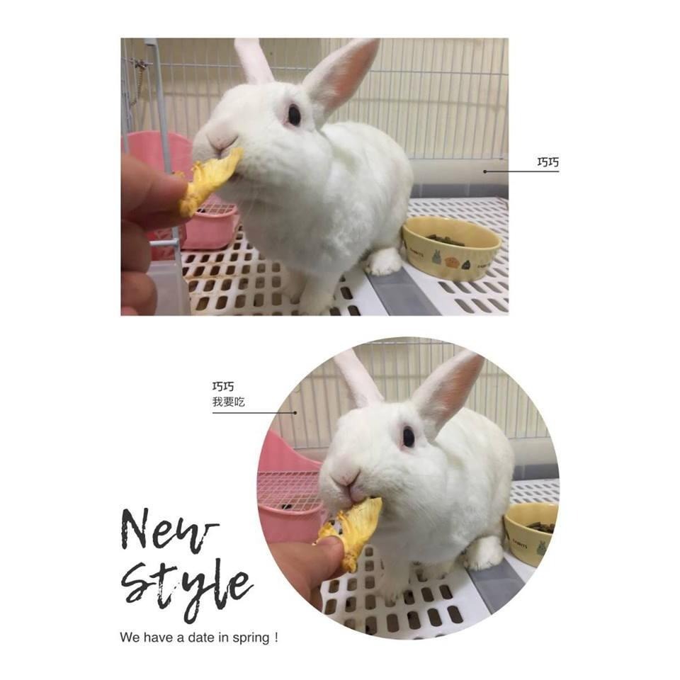 魏啥麻-鳳梨乾(純天然無添加 請少量給予)寵物手工零食-細節圖6