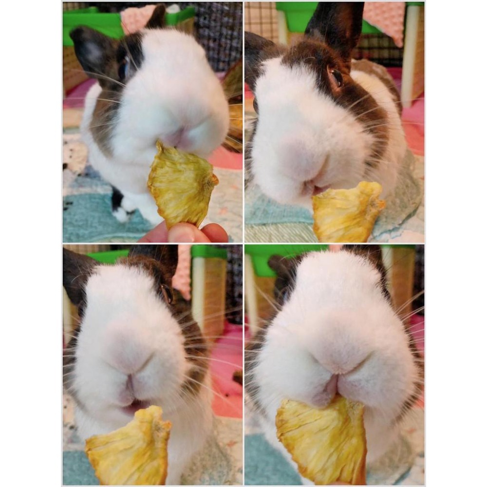 魏啥麻-鳳梨乾(純天然無添加 請少量給予)寵物手工零食-細節圖7