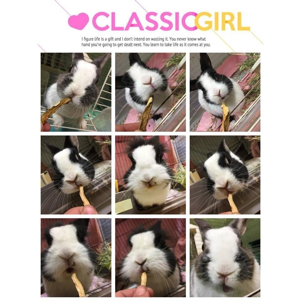 魏啥麻-芭樂乾 (純天然無添加 請少量給予)寵物手工零食-細節圖5