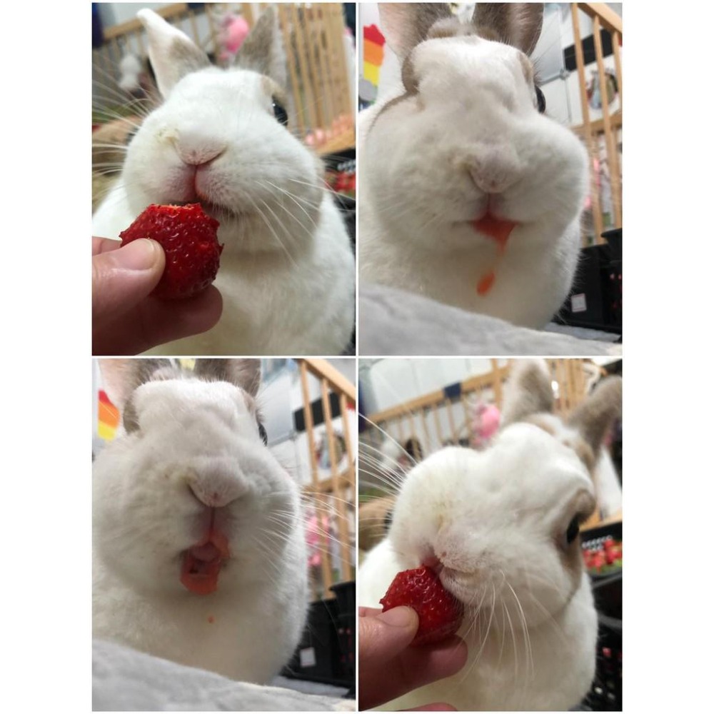 魏啥麻-草莓乾(純天然無添加 請少量給予)寵物手工零食-細節圖4