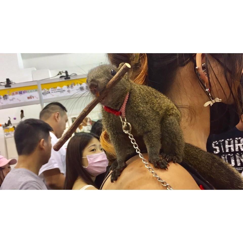 魏啥麻-蘋果小樹枝 啃木(純天然無添加 請少量給予)寵物手工零食-細節圖4