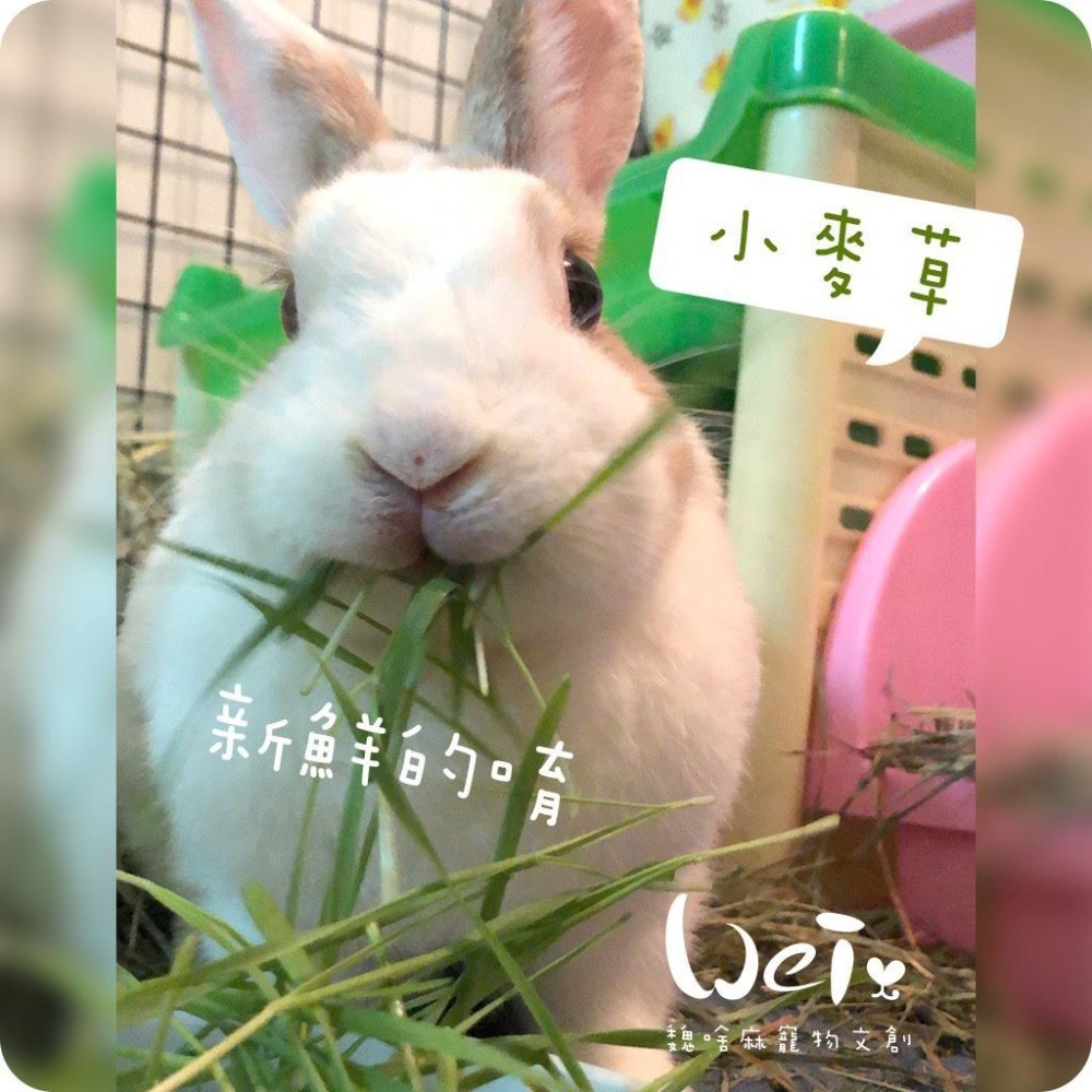 魏啥麻-乾燥小麥草(純天然無添加 請少量給予)寵物手工零食-細節圖4