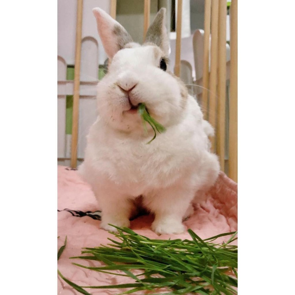 魏啥麻-乾燥小麥草(純天然無添加 請少量給予)寵物手工零食-細節圖5