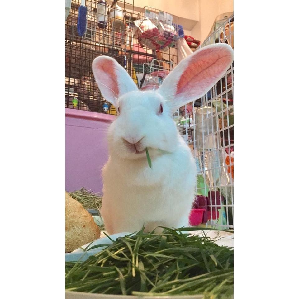 魏啥麻-乾燥小麥草(純天然無添加 請少量給予)寵物手工零食-細節圖6