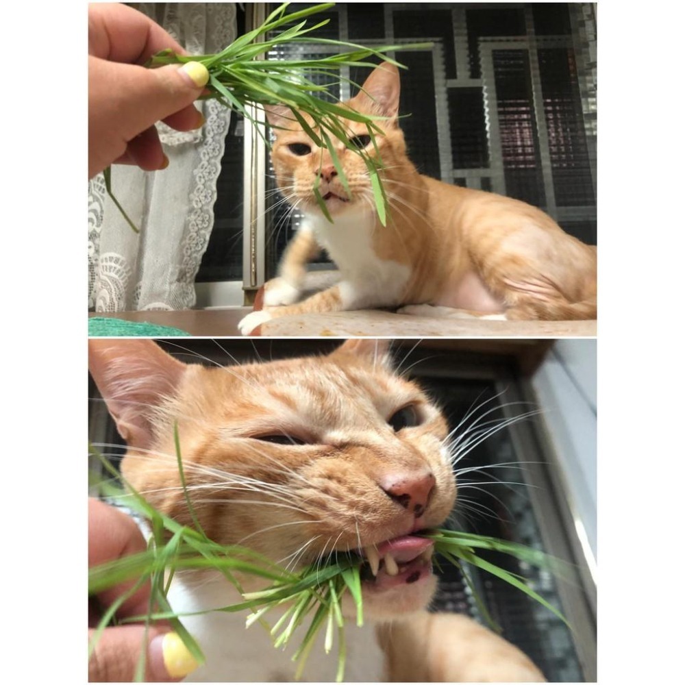 魏啥麻-乾燥小麥草(純天然無添加 請少量給予)寵物手工零食-細節圖7