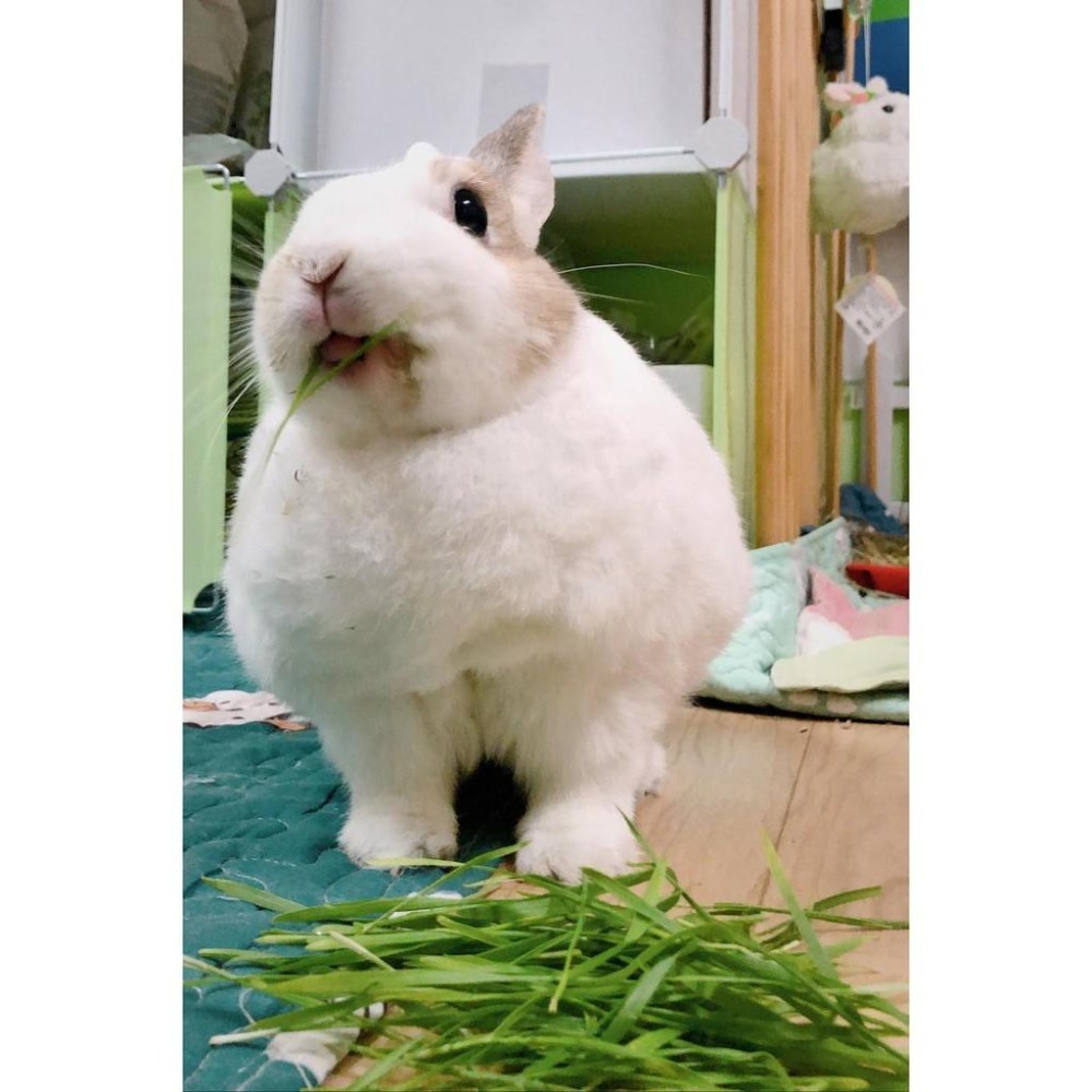 魏啥麻-乾燥小麥草(純天然無添加 請少量給予)寵物手工零食-細節圖8