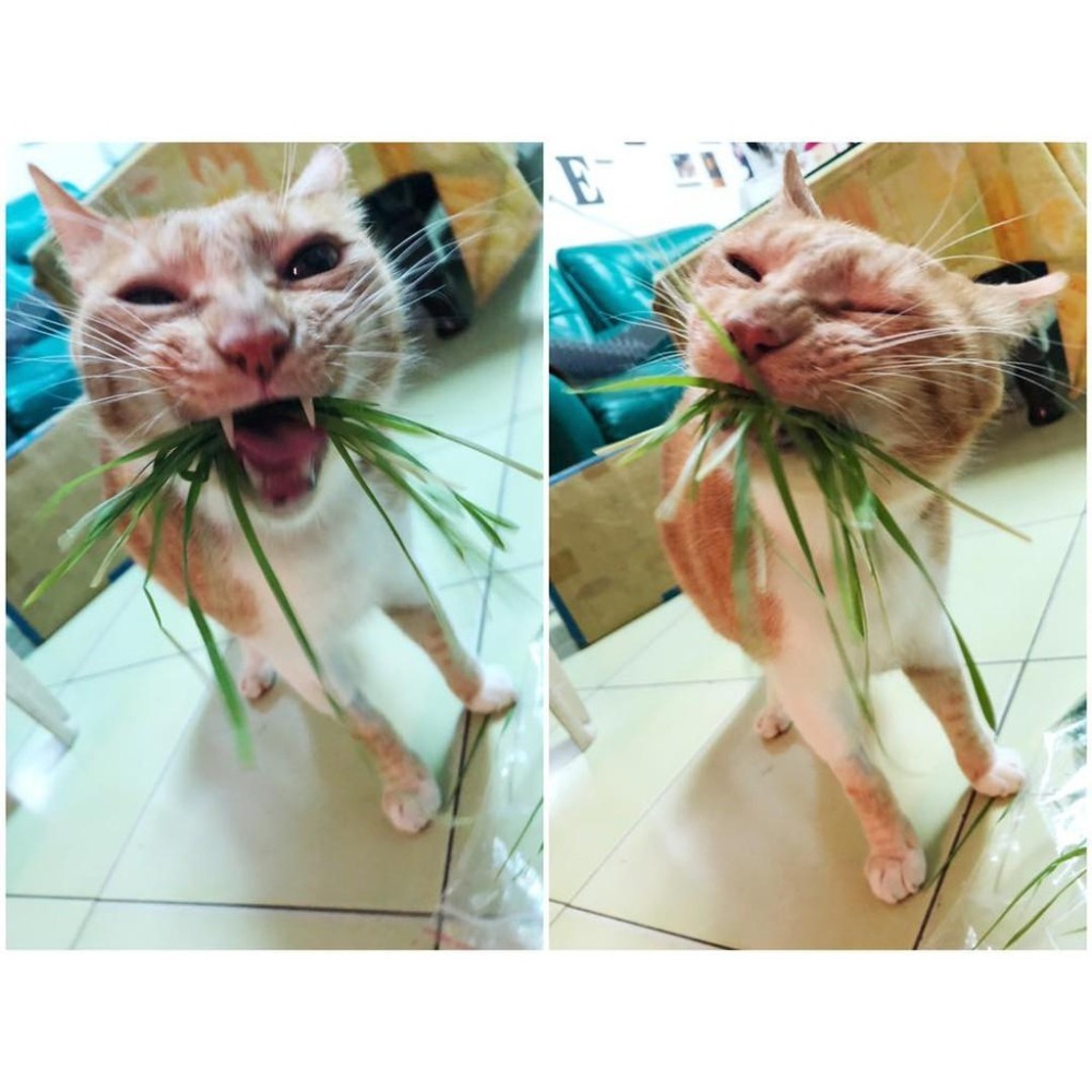 魏啥麻-乾燥小麥草(純天然無添加 請少量給予)寵物手工零食-細節圖9