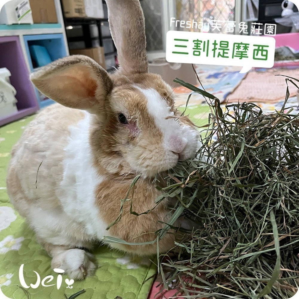魏啥麻-Freshay芙蕾兔莊園 三割提摩西 (兔 天竺鼠 龍貓 牧草)-細節圖2