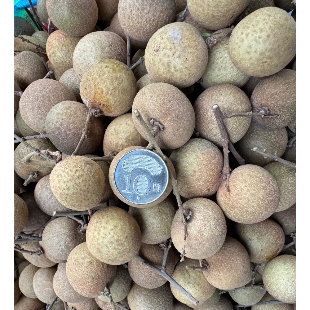 【台南東山產地認證】平安咖啡果園2025年龍眼乾｜古法龍眼木柴燒 5~6天慢火烘焙｜帶殻龍眼乾｜龍眼肉｜最佳拌手禮-細節圖2