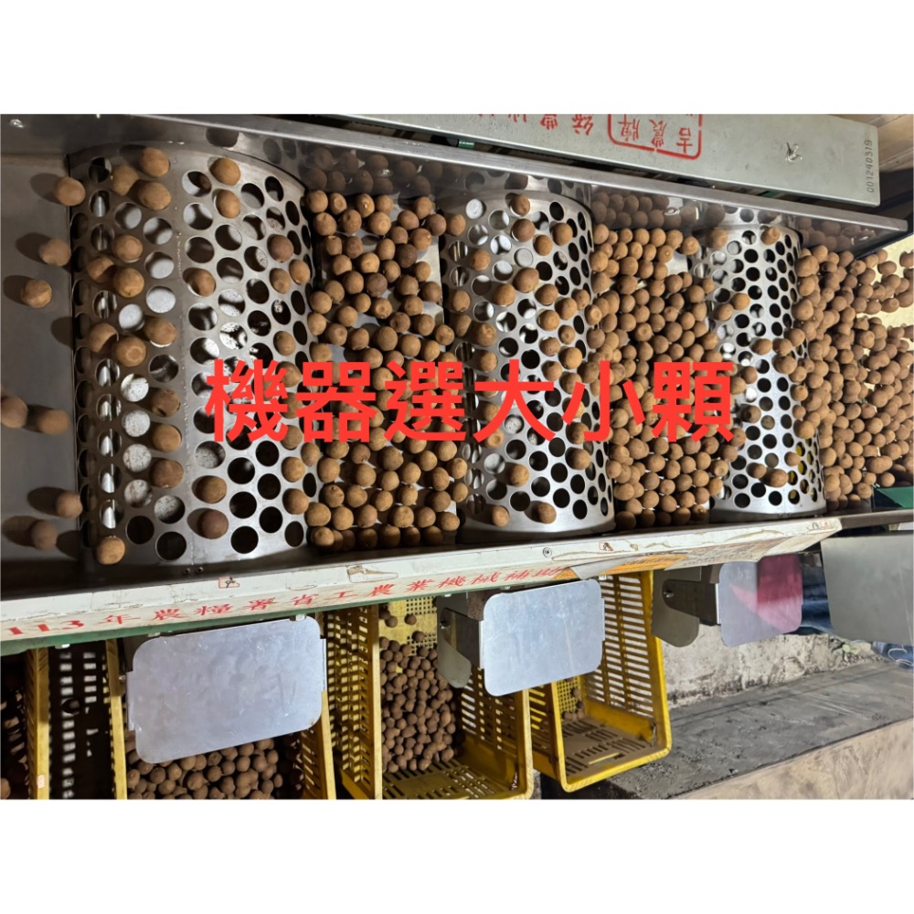 【台南東山產地認證】平安咖啡果園2025年龍眼乾｜古法龍眼木柴燒 5~6天慢火烘焙｜帶殻龍眼乾｜龍眼肉｜最佳拌手禮-細節圖9