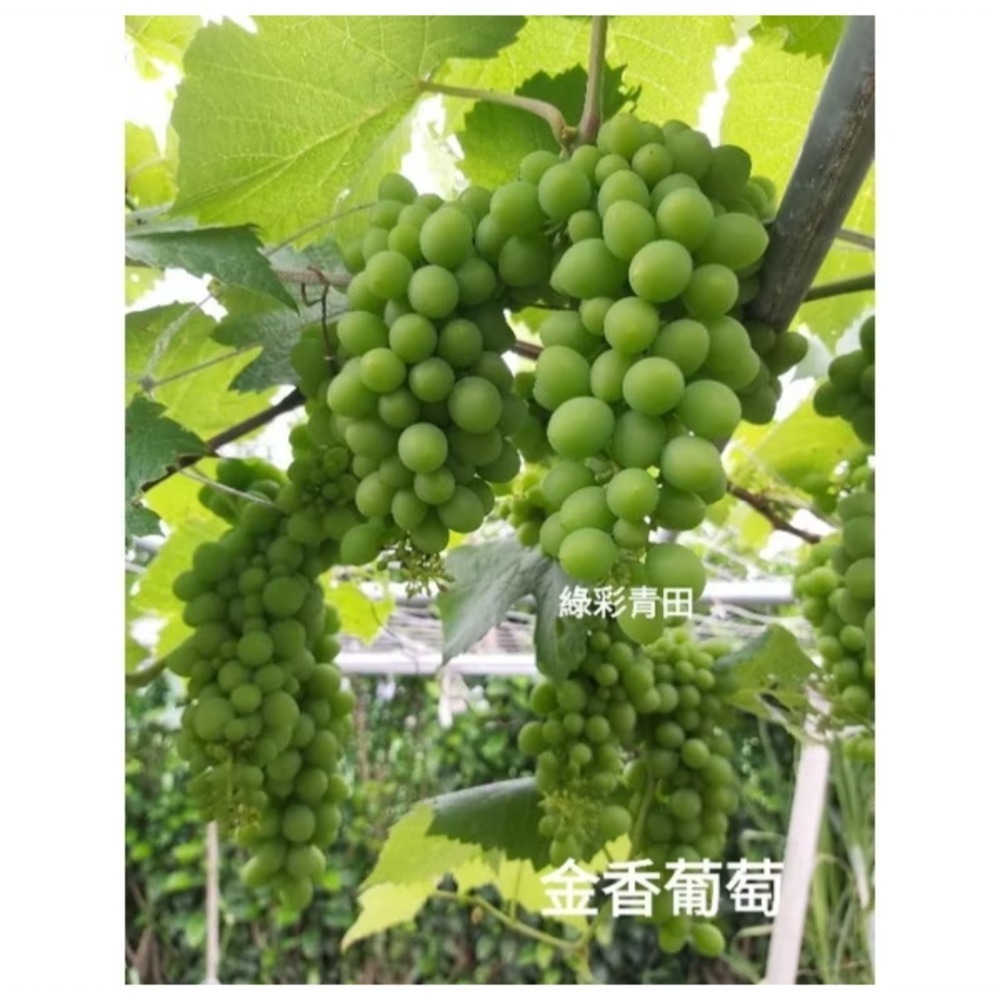 金香葡萄苗 小苗 盆栽-細節圖2