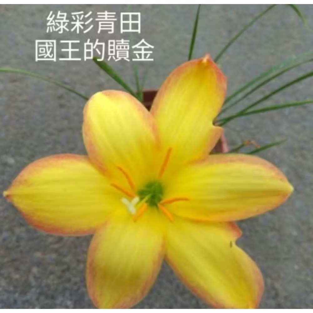 風雨蘭 國王的贖金5球100元-細節圖2