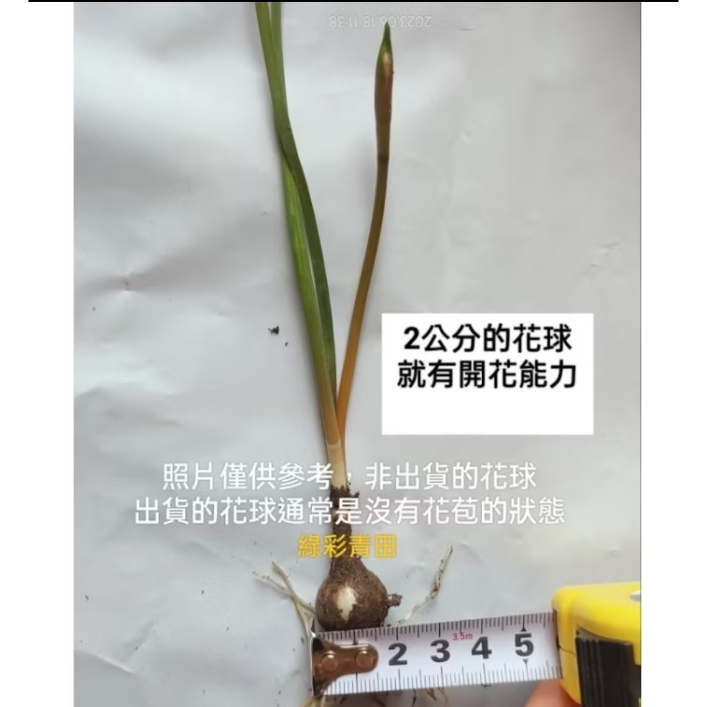 出清價：風雨蘭-鮭魚2球100元-細節圖2