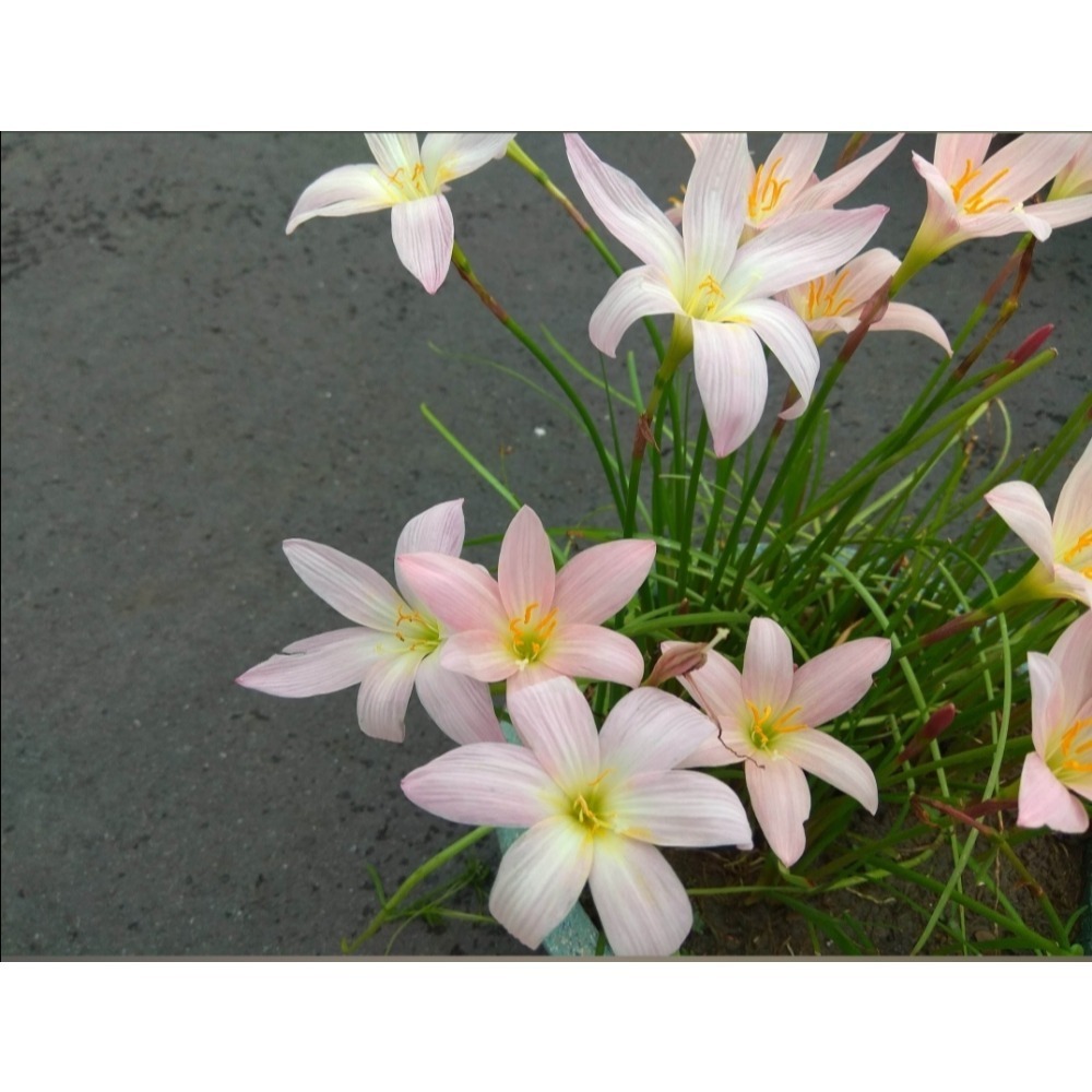 出清價：風雨蘭-櫻花粉10球100元-細節圖2