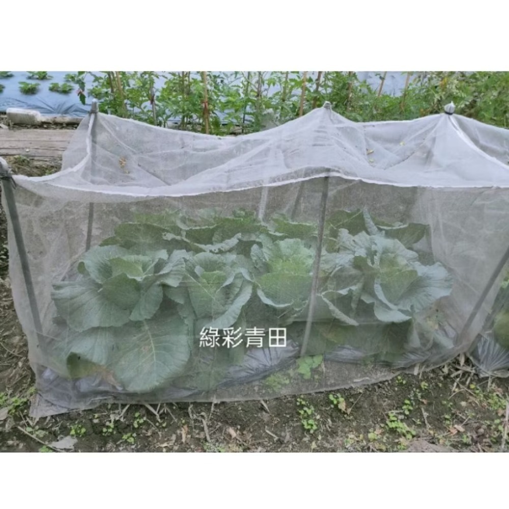 種菜好幫手特價》長200寬100高100草莓苗網罩高麗菜網室蔬菜網室防蟲網防鳥網40目（沒有賣32目）-細節圖2