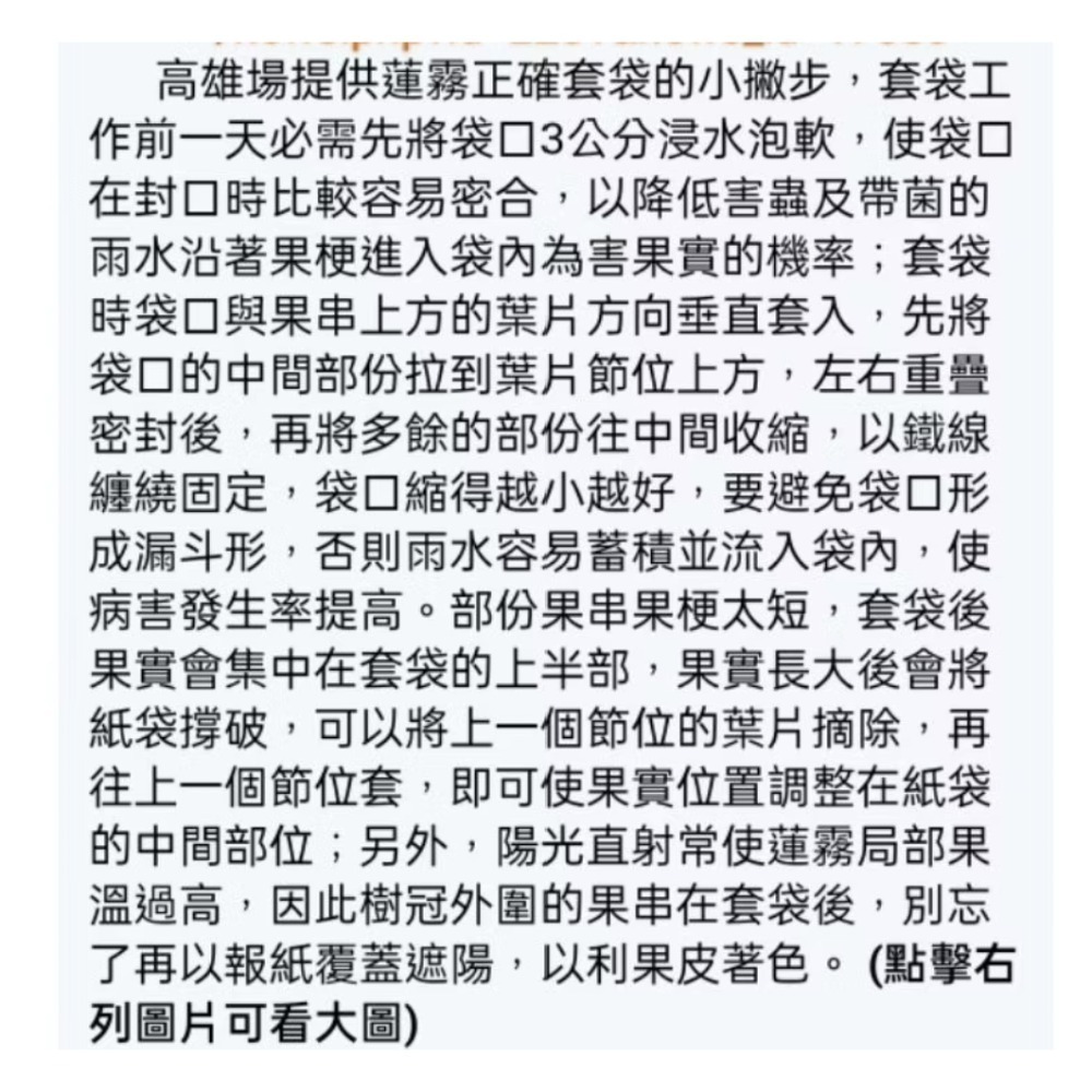 100入（油性）掀窗式佳園蓮霧套袋蓮霧紙袋水果套袋32.5*37.5公分-細節圖7