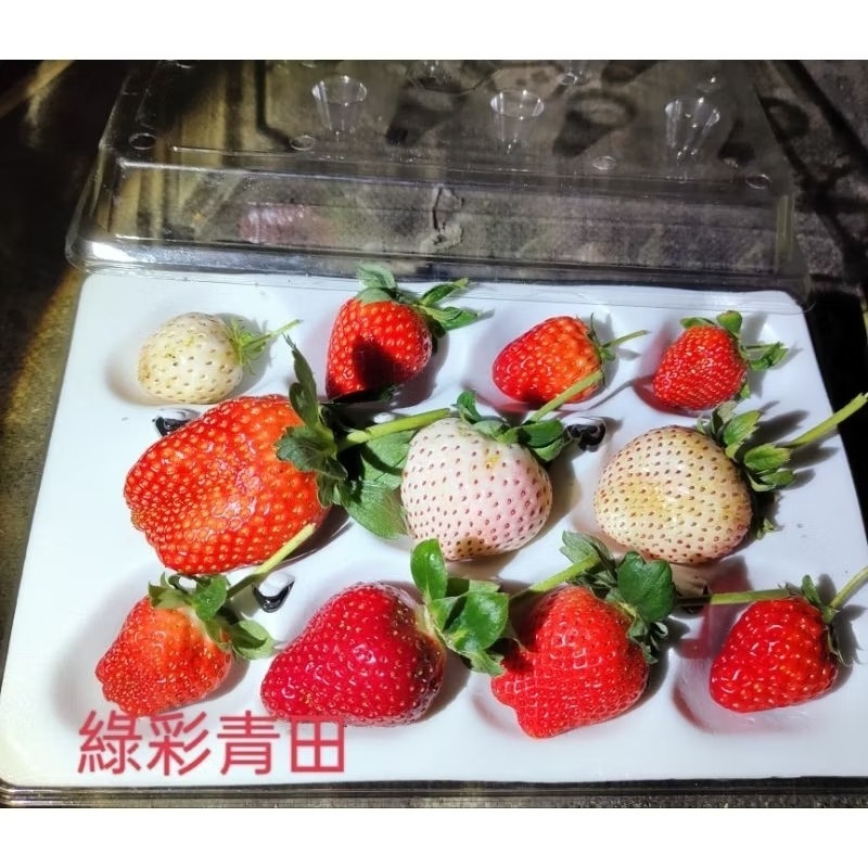 11洞 草苺盒 草苺包裝盒  草苺盒子-細節圖2