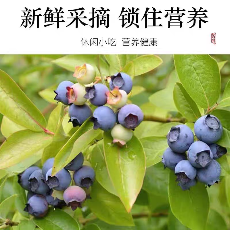 真無糖長白山野生藍莓，新鲜藍莓干，特級,特一级無糖，0添加零食。-細節圖2