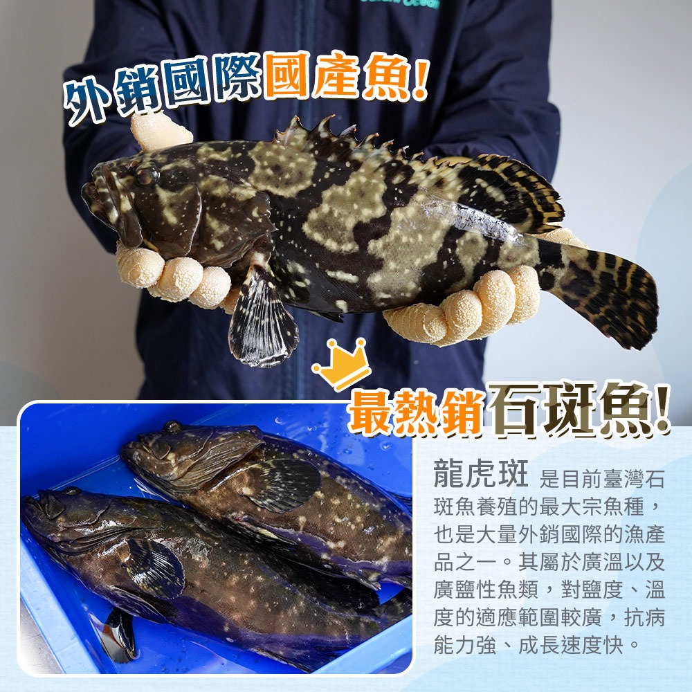 【貼心分切好料理】台灣龍虎斑整尾 (三去輪切)-細節圖3