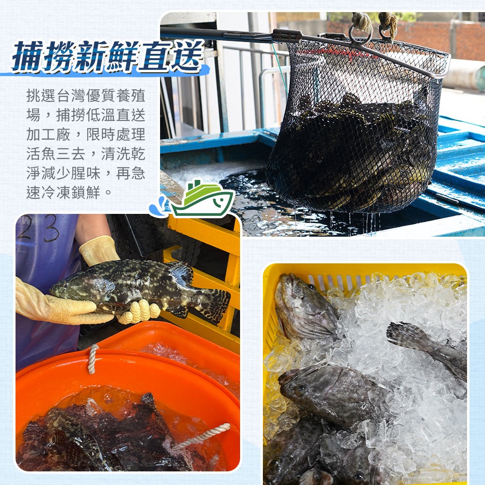 【貼心分切好料理】台灣龍虎斑整尾 (三去輪切)-細節圖4