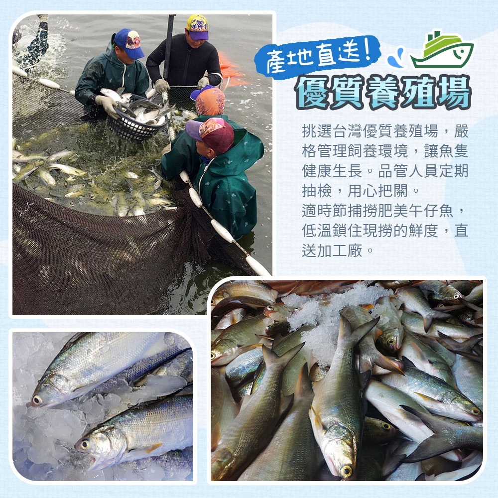 【無藥殘無土味】台灣原味午仔魚 (三去)｜午魚｜第一名好吃國產魚-細節圖3