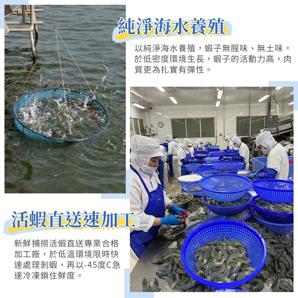 【肉扎實蝦味濃】鮮凍白蝦仁-細節圖3