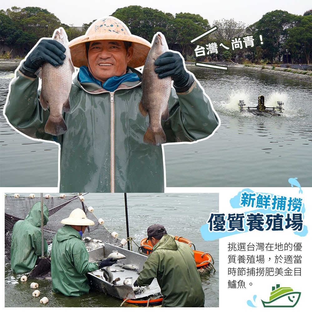 【滋補強身開刀魚】台灣金目鱸魚片-細節圖3