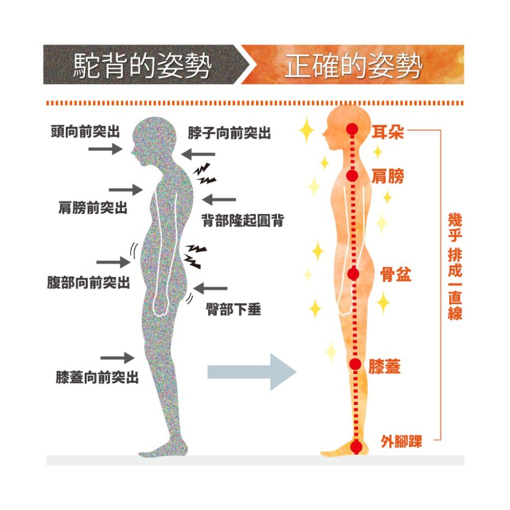 日本 bodysprout 脊椎伸展器GUIN BACK(背部伸展 腰椎拉背 腰部舒緩 伸展 按摩 牽引 拉伸 小林-細節圖9